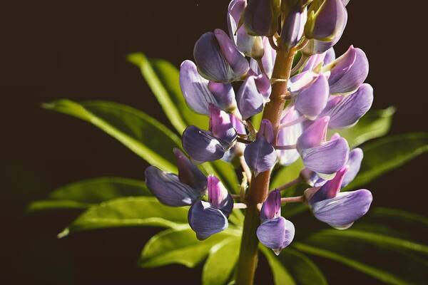 Lupine Art Print featuring the photograph Lupines by Holly Ross
