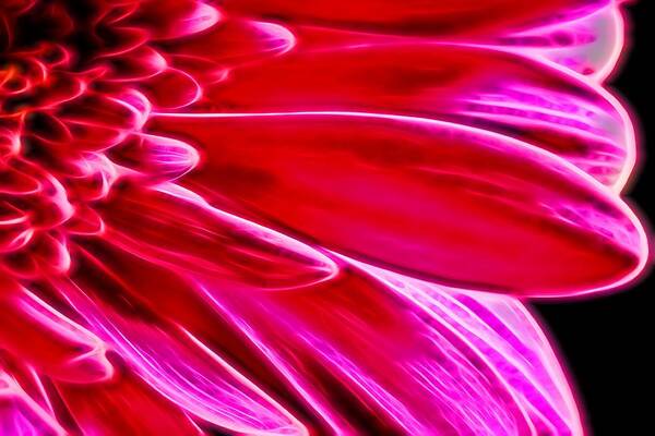 Abstract Art Print featuring the photograph Macro Close-up of a Pink Chrysanthemum Flower #1 by John Williams