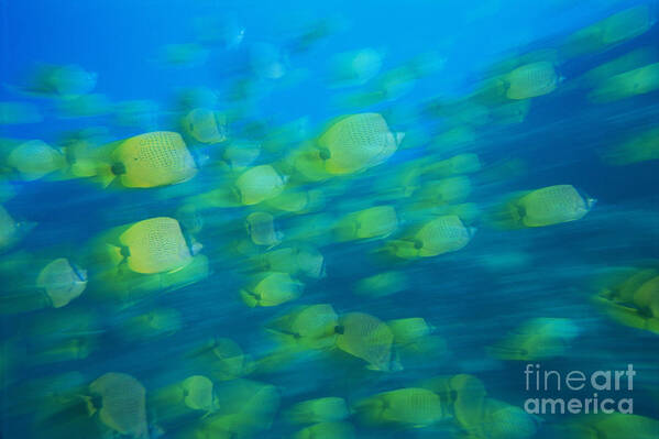 Active Art Print featuring the photograph Milletseed Butterflyfish #1 by Dave Fleetham - Printscapes