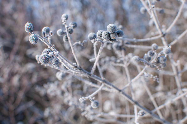 Morning Art Print featuring the photograph Morning Frost #1 by Miguel Winterpacht