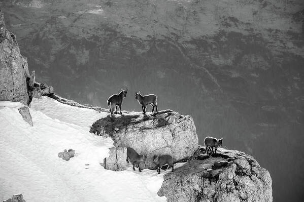 Slovenia Art Print featuring the photograph Mountain Goats by Mountain Dreams