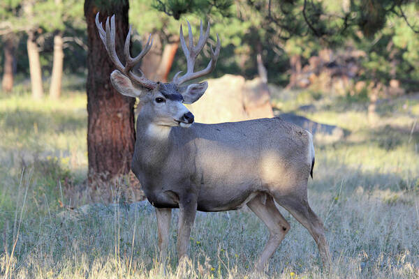 Buck Art Print featuring the photograph Muley Buck #2 by Shane Bechler