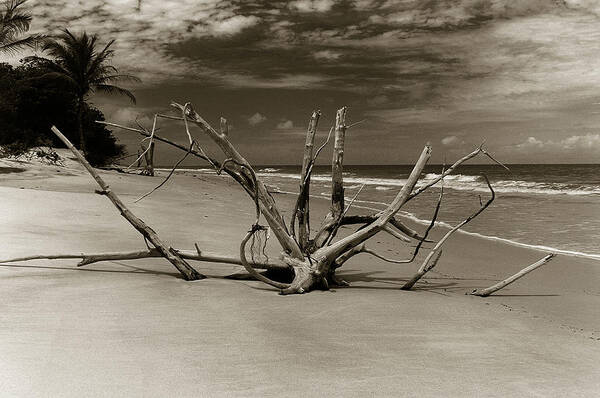 Beach Art Print featuring the photograph Nature Sculpture #1 by Amarildo Correa