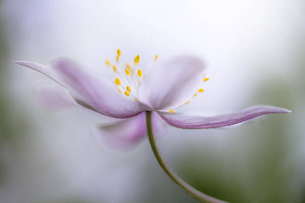 Flower Art Print featuring the photograph Nemorosa #1 by Mandy Disher