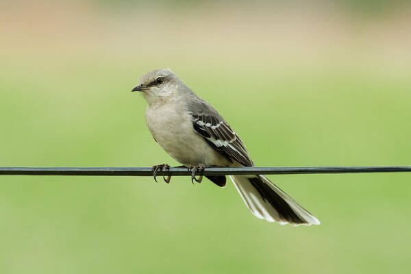 Bird Art Print featuring the photograph Northern Mockingbird by Holden The Moment