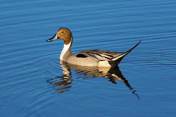 Duck Art Print featuring the photograph Northern Pintail #1 by Brian Knott Photography