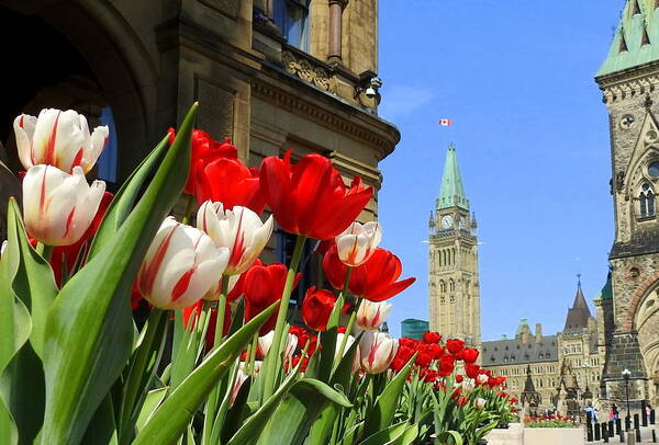 Canada Art Print featuring the photograph Oh Canada #2 by Betty-Anne McDonald