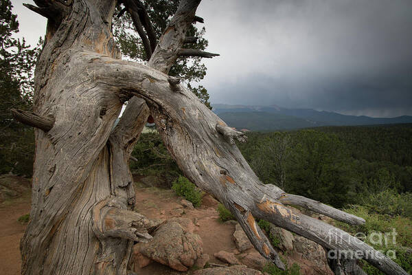 Colorado Art Print featuring the photograph Old Tree on the Mountain #1 by Richard Smith