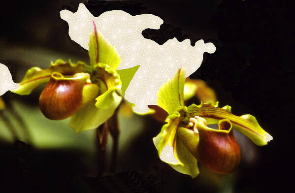 Orchid Art Print featuring the mixed media Paphiopedilum Orchid #1 by Rosalie Scanlon