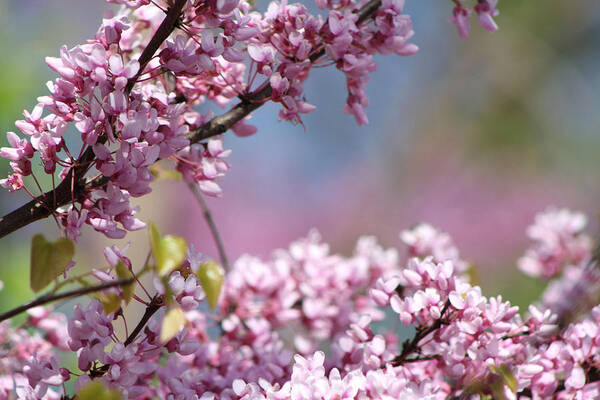 Flowers Art Print featuring the photograph Pastel Blossoms #1 by Michele Wilson