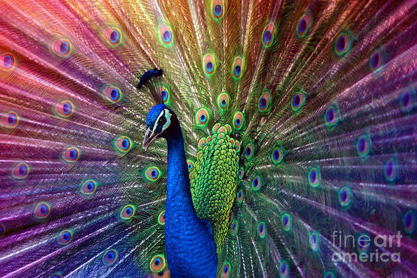 Beauty Art Print featuring the photograph Peacock by Hannes Cmarits