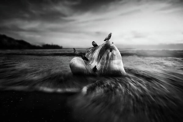 Sea Art Print featuring the photograph Pigeons On Seaside Rock #1 by Mountain Dreams