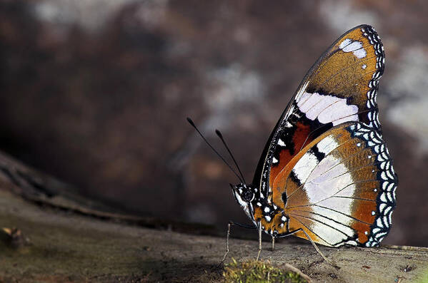 Plain Tiger Butterfly Art Print featuring the photograph Plain Tiger Butterfly #1 by JT Lewis