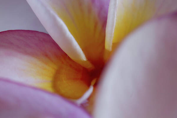 Plumeria Art Print featuring the photograph Plumeria #1 by Roger Mullenhour