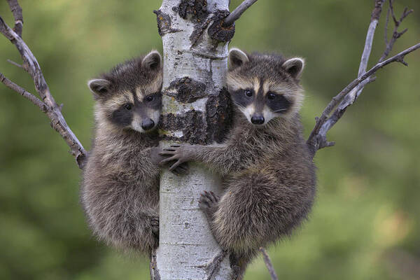 00176520 Art Print featuring the photograph Raccoon Two Babies Climbing Tree by Tim Fitzharris