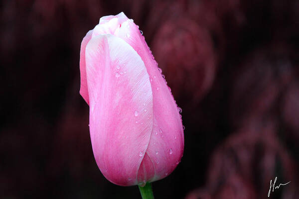 Tulip Art Print featuring the photograph Raindrops #1 by Jackson Pearson