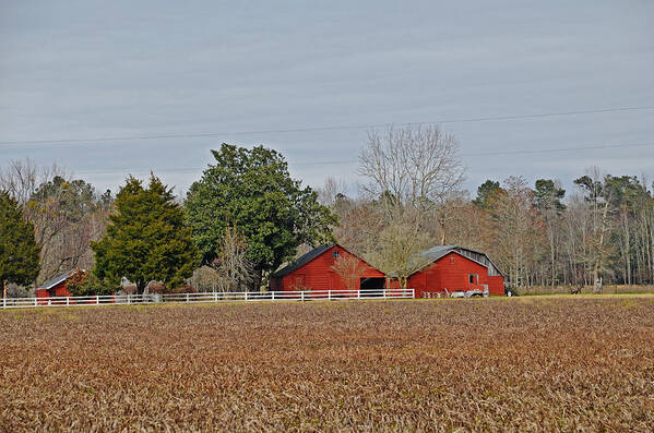 Barns Art Print featuring the photograph Red Barns #1 by Linda Brown