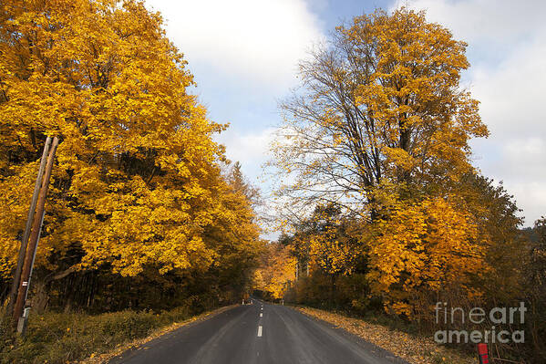 Asphalt Art Print featuring the photograph Road In Autumn Forest #1 by Michal Boubin