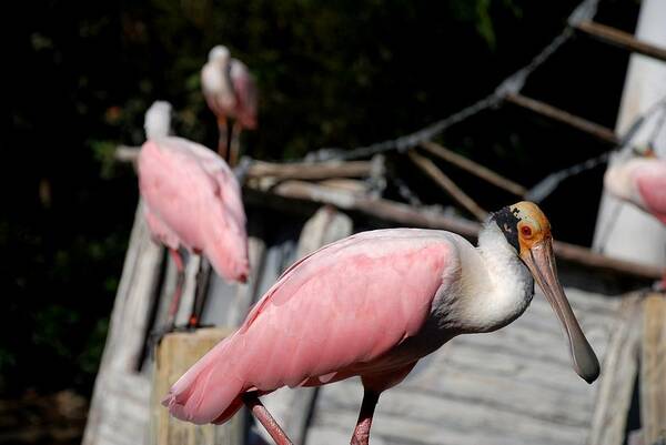 Ft. Worth Art Print featuring the photograph Roseate Spoonbill #3 by Kenny Glover