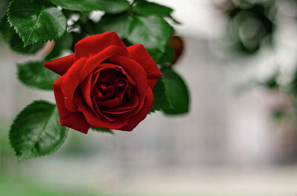 Winterpacht Art Print featuring the photograph Roses in the City Park #1 by Miguel Winterpacht