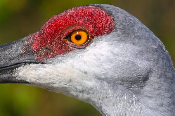 Crane Art Print featuring the photograph Sand Hill Crane #1 by Dart Humeston