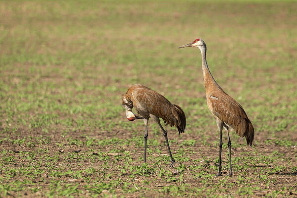 Two Sandhill Cranes Art Print featuring the photograph Sandhill Cranes 2016-6 by Thomas Young