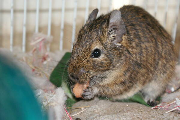 Degu Art Print featuring the photograph Snack Time #1 by Lynda Dawson-Youngclaus