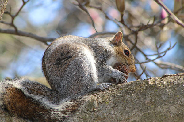 Squirrel Art Print featuring the photograph Sometimes You Feel Like A Nut #1 by Living Color Photography Lorraine Lynch