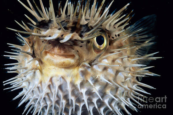 Animal Art Art Print featuring the photograph Spiny Puffer #1 by Dave Fleetham - Printscapes