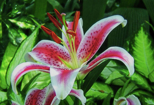 Flowers Art Print featuring the photograph Stargazer Lily 001 #1 by George Bostian