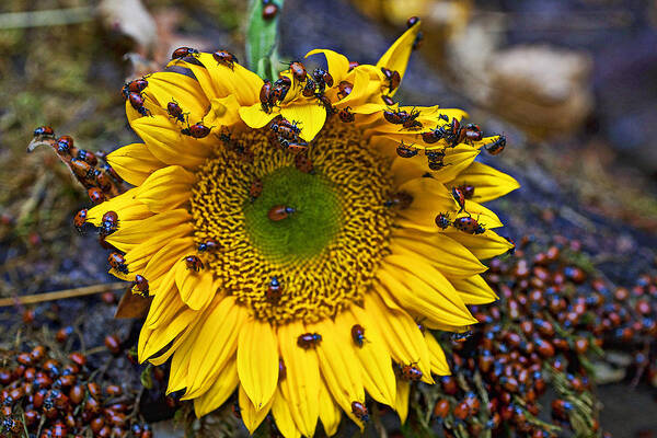 Sunflower Art Print featuring the photograph Sunflower covered in ladybugs #1 by Garry Gay