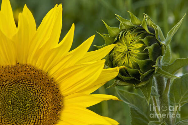 Sunflower Art Print featuring the photograph Sunflowers In France #1 by Jean-Louis Klein & Marie-Luce Hubert