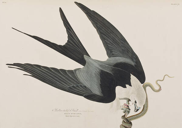Audubon Art Print featuring the painting Swallow-tailed Hawk by John James Audubon