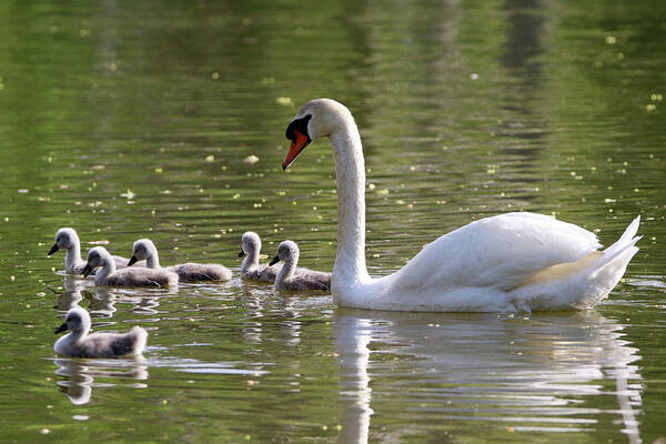 Swan Art Print featuring the photograph Swan And Cygnets Stony Brook New York #1 by Bob Savage