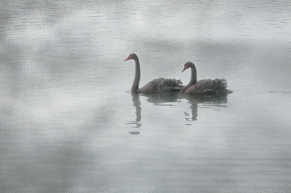 Black Swans Swan Gray Lake Birds Fauna Art Print featuring the photograph Swan Lake #1 by Carolyn D'Alessandro