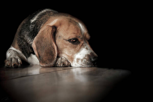 Beagle Art Print featuring the photograph The Day Dreamer #1 by Paul Neville