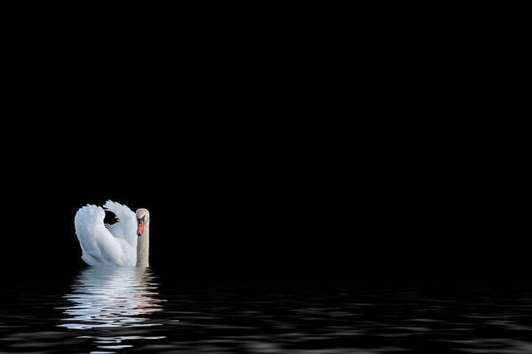 Swan Art Print featuring the photograph The Swan #3 by Cathy Kovarik