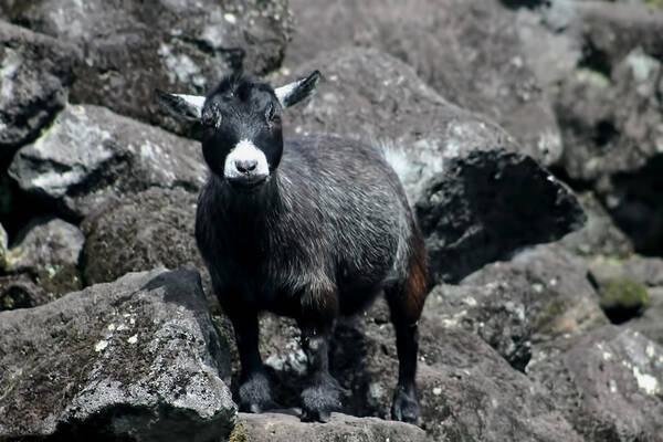 Goat Art Print featuring the photograph This is my rock by Pamela Walton