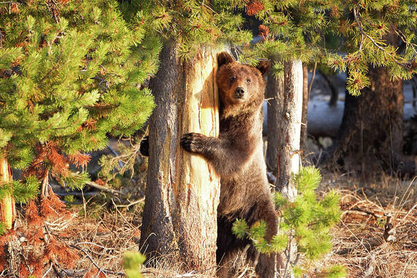 Grizzly Art Print featuring the photograph Tree Hugger by Eilish Palmer