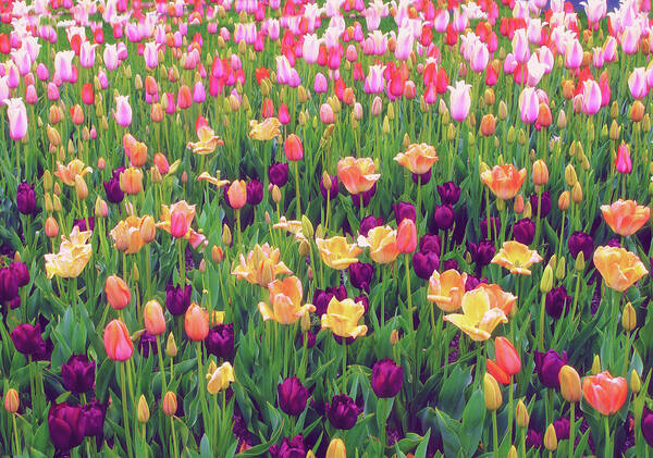 Flowers Art Print featuring the photograph Tulip Field by Jessica Jenney