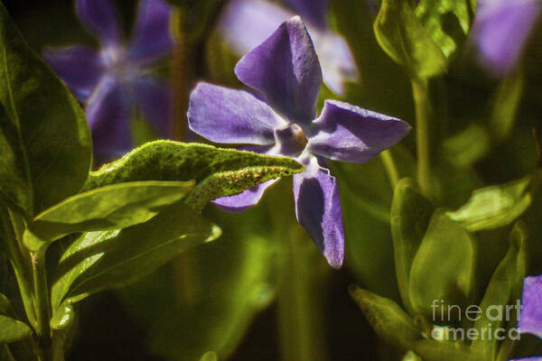 Black Pearl Chilli Flower Art Print featuring the photograph Violet Flower #1 by Doc Braham