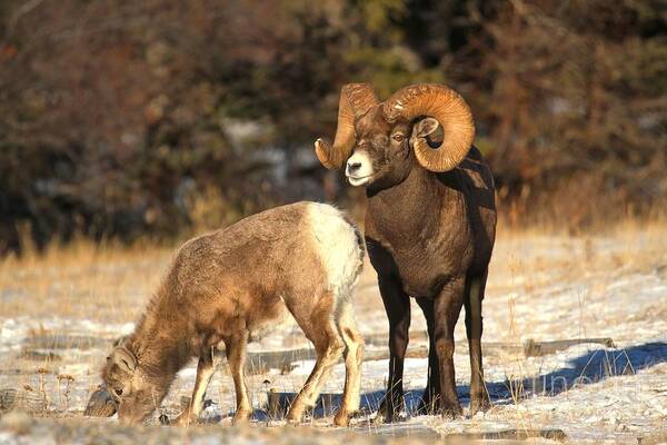 Bighorn Sheep Art Print featuring the photograph Watching Over Junior #1 by Adam Jewell