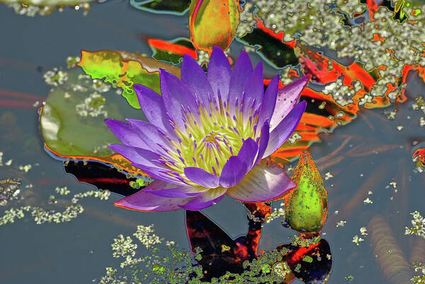 Water Lilly Art Print featuring the digital art Water Lilly #1 by Don Wright