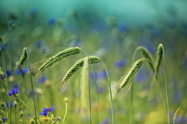 Wheat Art Print featuring the photograph Wheat And Corn Flowers #1 by Nailia Schwarz
