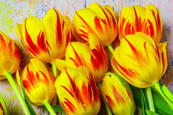 Tulip Art Print featuring the photograph Wonderful Red Yellow Tulips #1 by Garry Gay