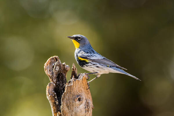 Yellow_rumped_warbler Art Print featuring the photograph Yellow-rumped Warbler #1 by Tam Ryan