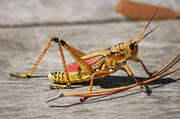 Lubber Grasshopper Art Print featuring the photograph 10- Lubber Grasshopper by Joseph Keane
