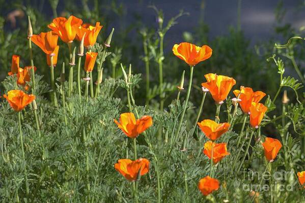 Poppies Art Print featuring the photograph Poppies #10 by Marc Bittan
