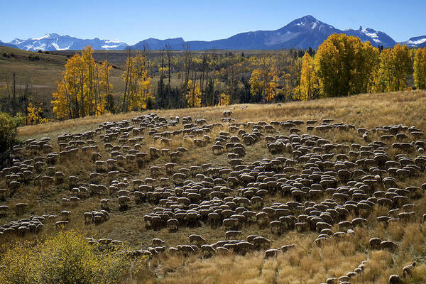 Sheep Art Print featuring the photograph 1000 Sheep Above Telluride Colorado by Mary Lee Dereske