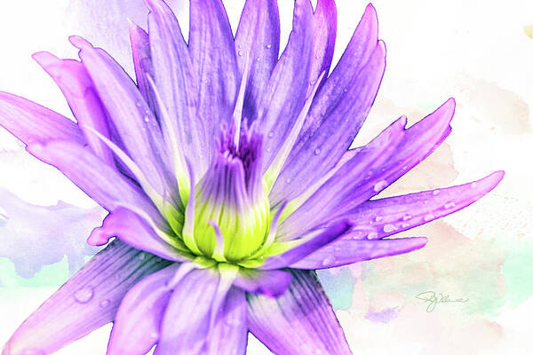 Water Lily Art Print featuring the photograph 10889 Purple Lily by Pamela Williams